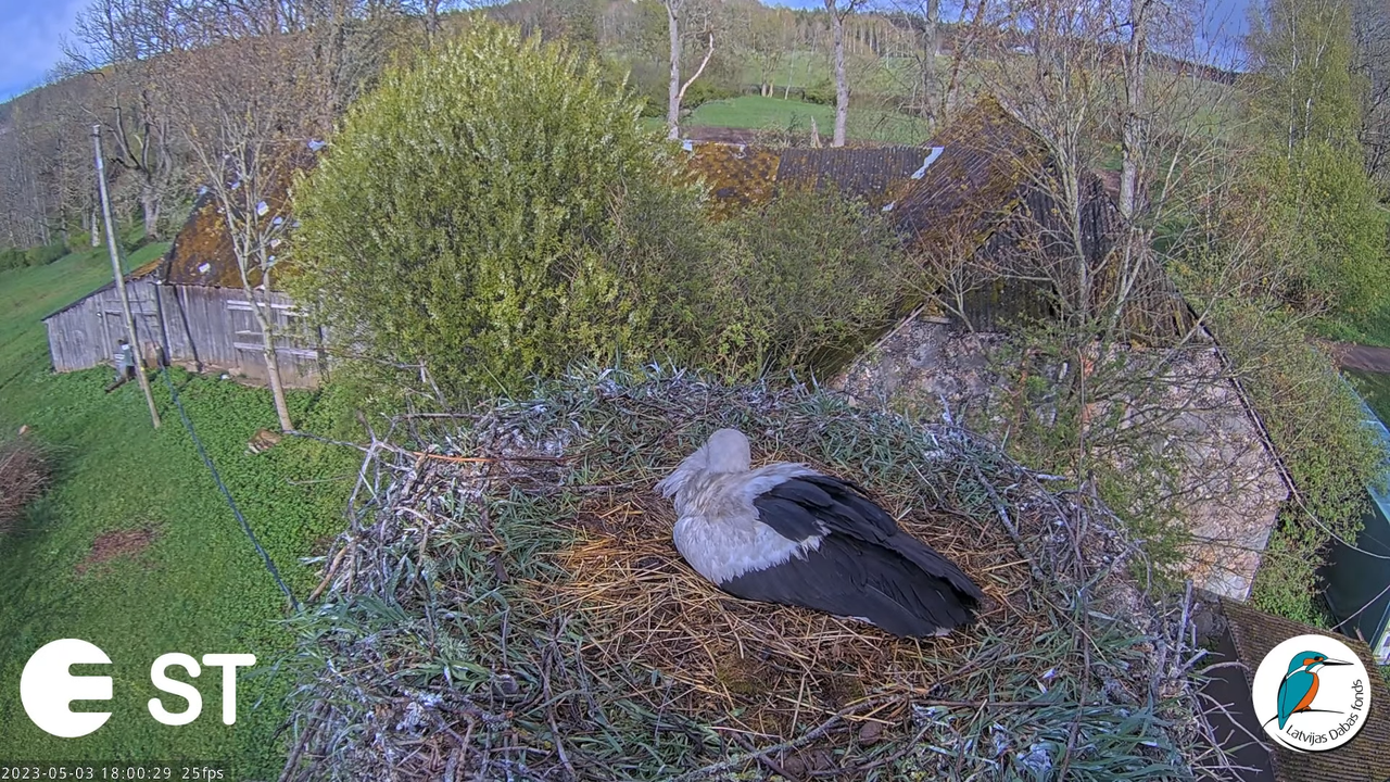 Baltie stārķi (Ciconia ciconia) Tukuma novadā - LDF tiešraide __ White storks in Tukums, Latvia 15-3