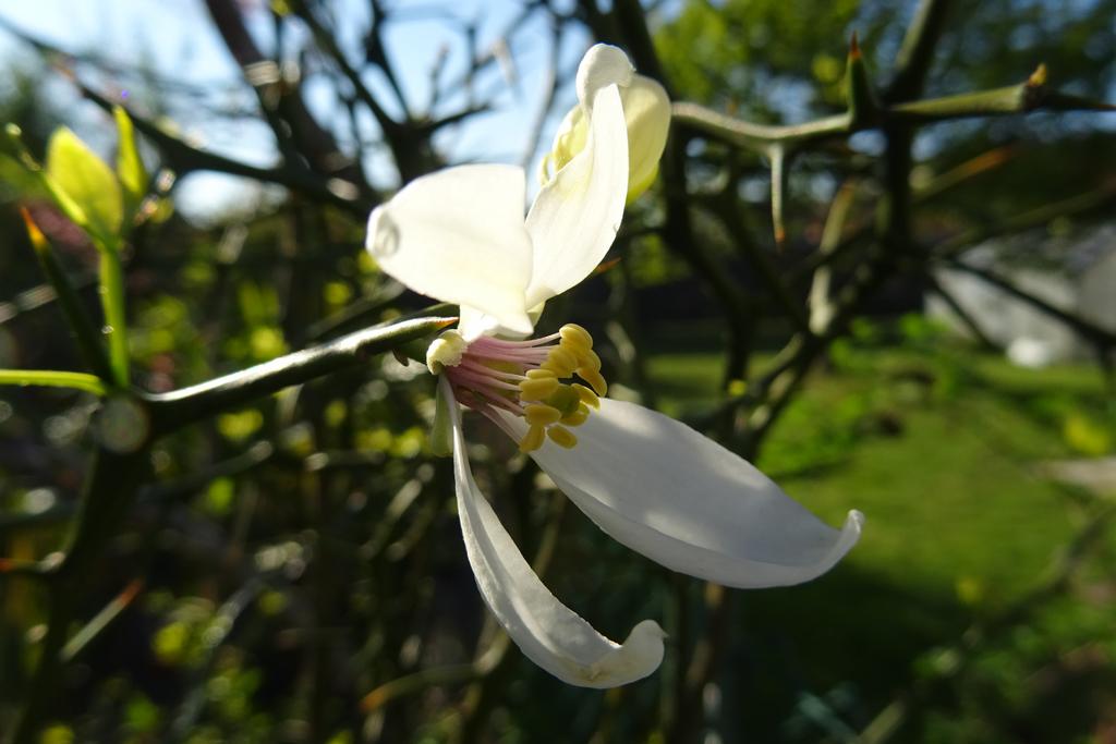 DSC00324