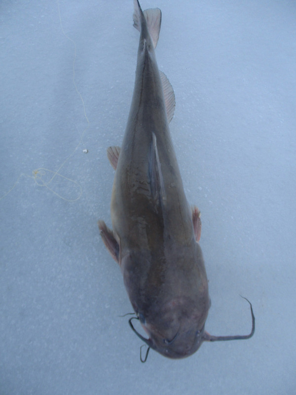 south bay crappies and catfish 006