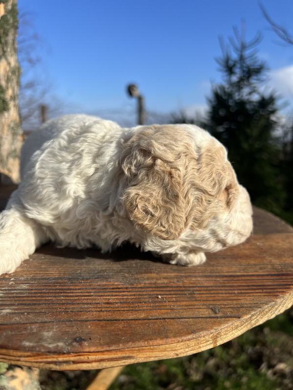 Lagotto Romagnolo female puppy – Litter F 2025 – close-up portrait, cappuccino and orange markings on white coat – photo 3, 21 days old
