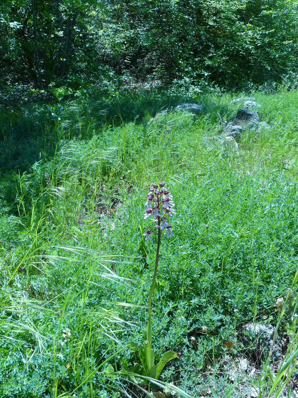 P1290412.jpg