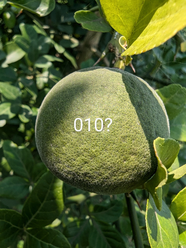 PXL_20240806_175355880~2