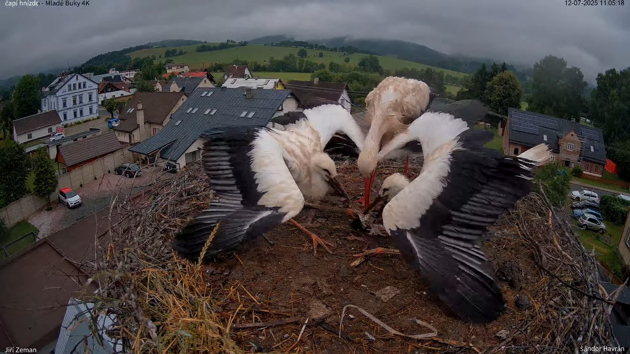 Živá kamera - Mladé Buky - čapí hnízdo 4K 12-15-38 screenshot