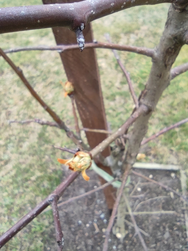 IMG-20240312-152242.jpg