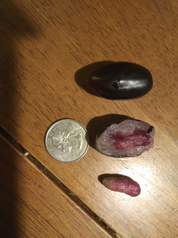 java plum 4