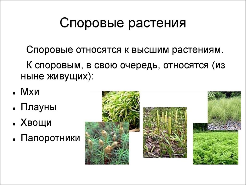 Какие растения способны расти на песке список видов и особенности их выживания