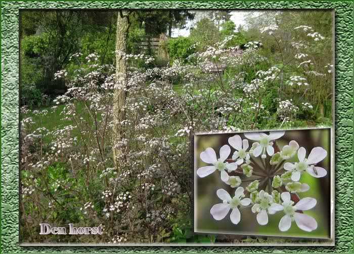 FLUITENKRUID-ANTHRISCUS-SYLVESTRIS-RAVENSWING