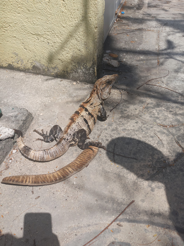 Yucatán y Riviera Maya en diez días - Blogs de Mexico - Tulum (3)