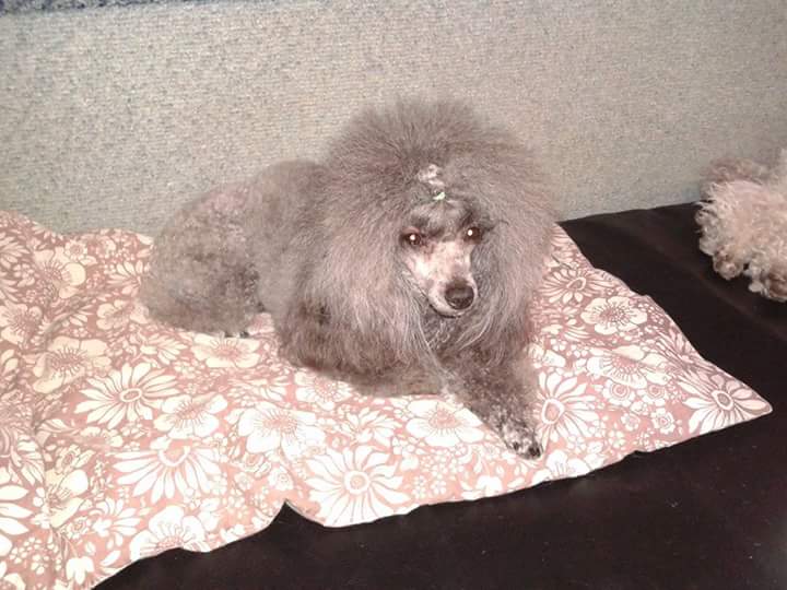 FB_IMG_1524258125386