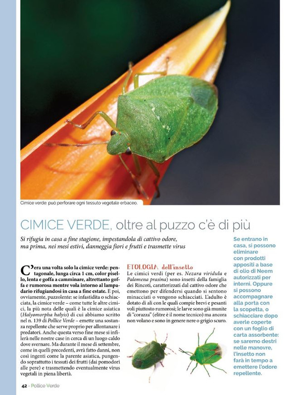 Pol Ver Set 2022 (7)