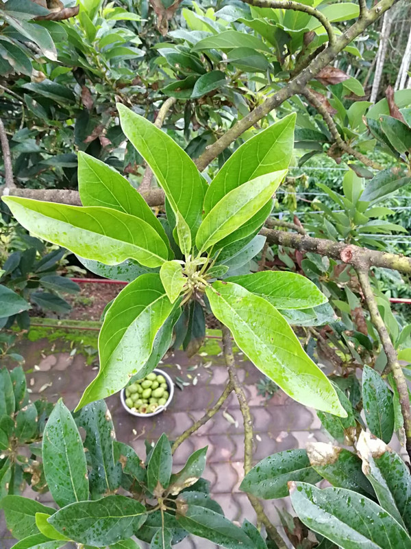 avocado disease 3