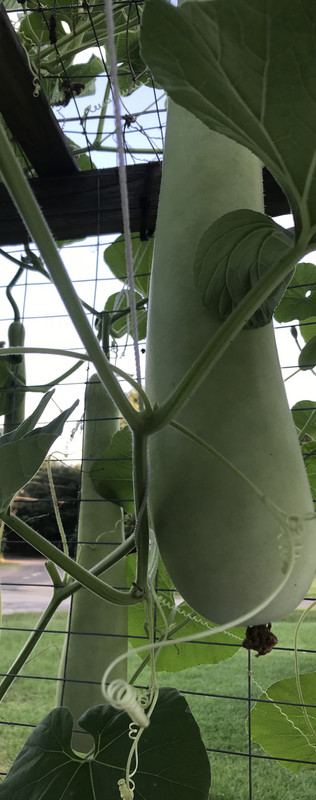 824A7176-0197-4BA4-B931-5879924DD049