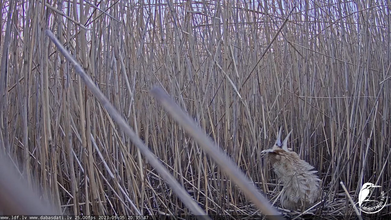 Lielais dumpis (Botaurus stellaris) Engurē - LDF tiešraide 11-5-32 screenshot