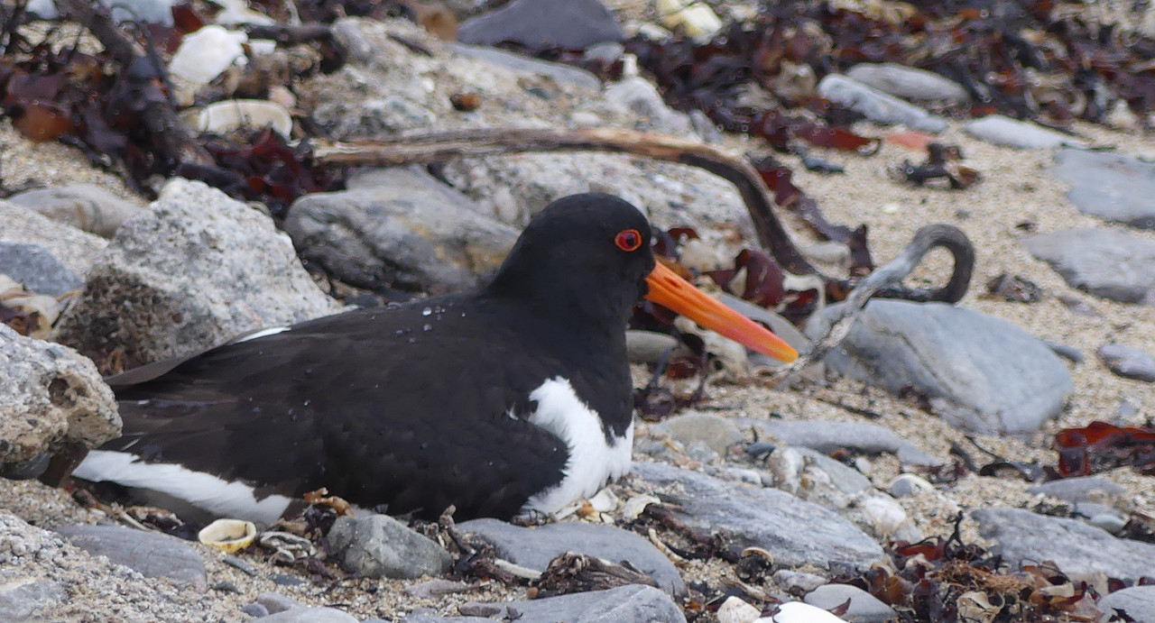 OYSTERCATCHER on EGGS 11 110624