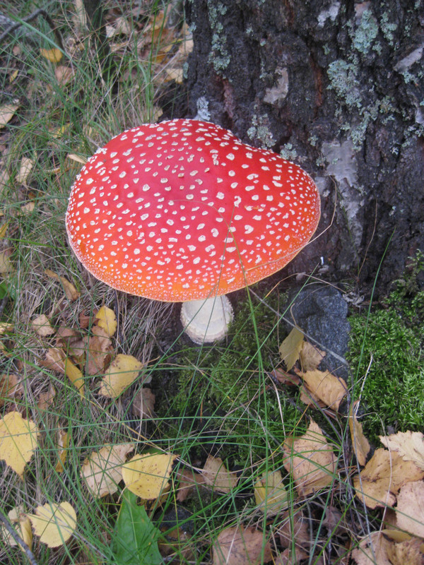 pipsan kuvat 331