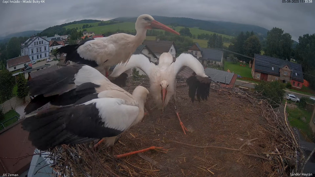 Živá kamera - Mladé Buky - čapí hnízdo 4K 12-11-19 screenshot