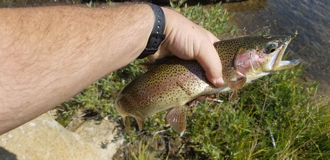 Backpacking & Fly Fishing in the Emigrant Wilderness