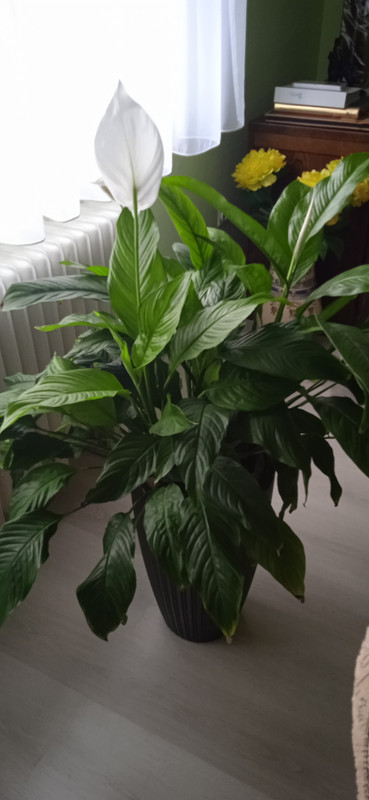 IMG_20240309_075440[1]