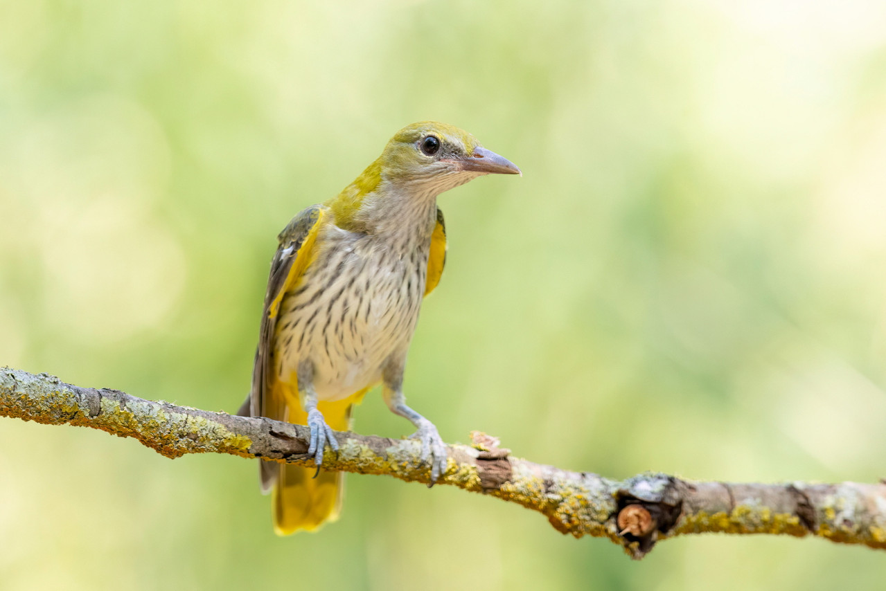 Wielewaal vanuit de boshut Puszta Eldorado.