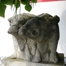Ochsengespann Brauereiwagen