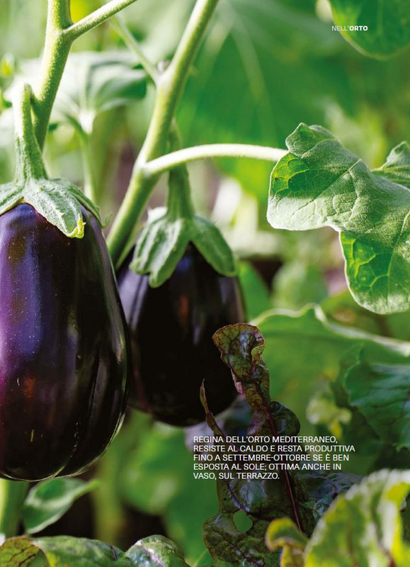 Il Mio Giar Ago-Set 2025 (10)