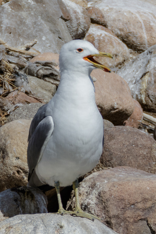 California Gull-56