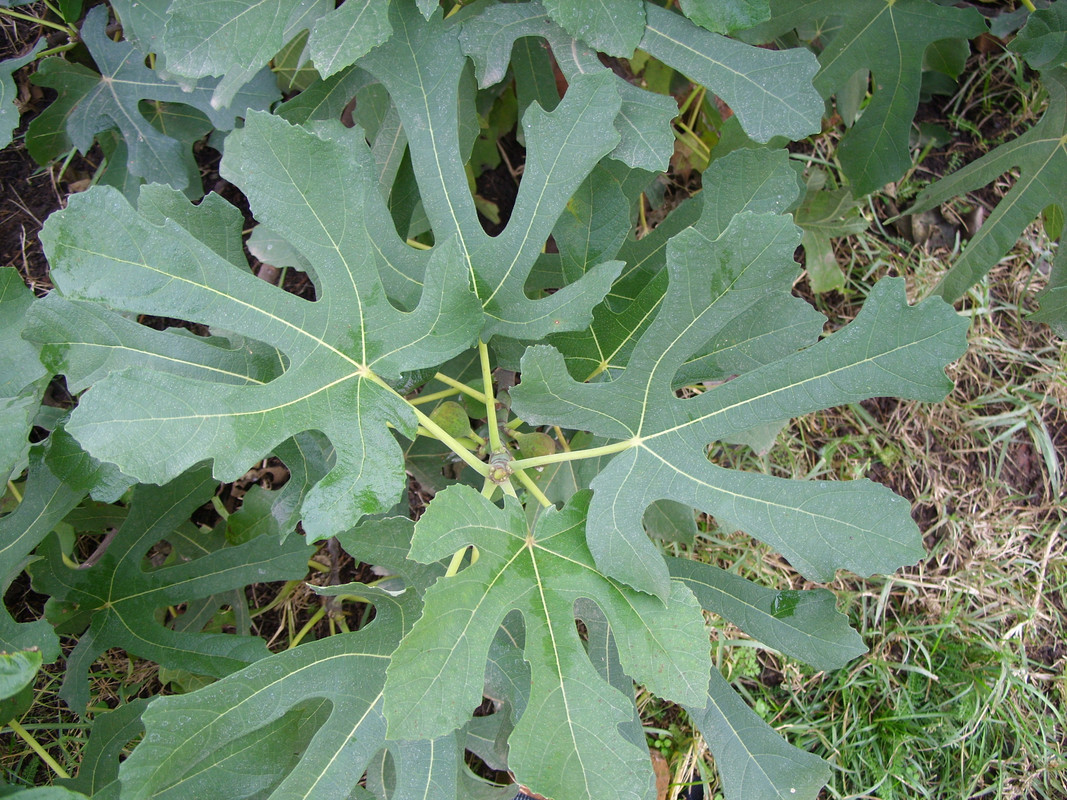 M10-leaf-2.jpg