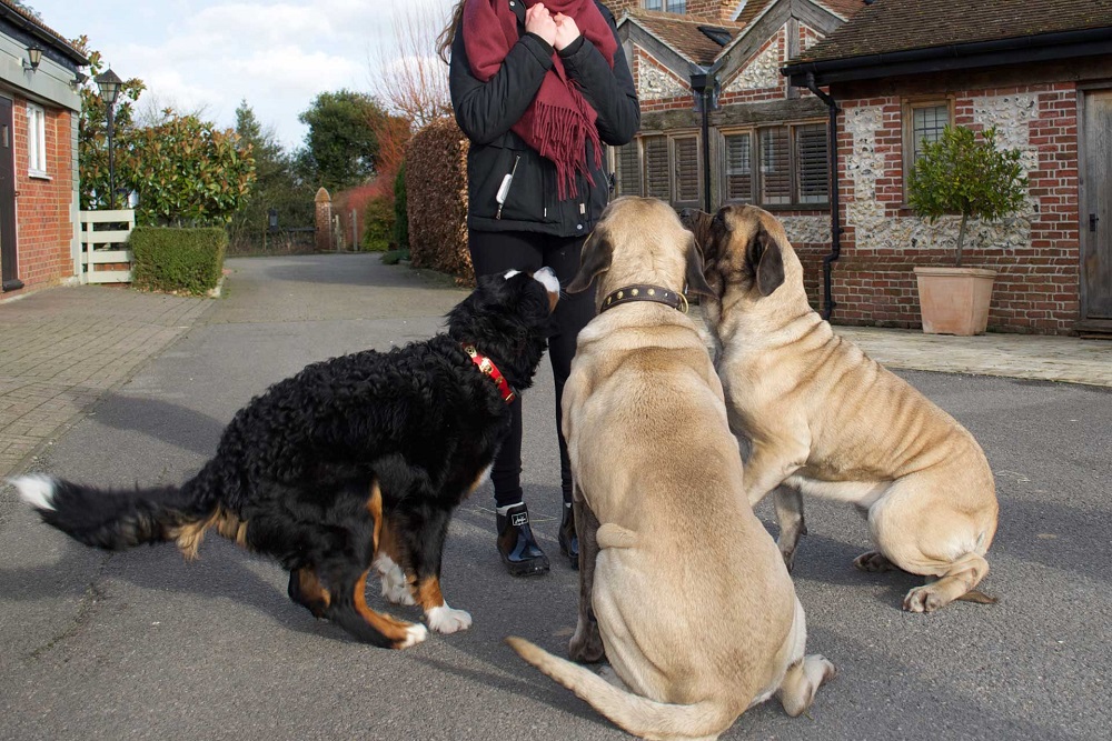 dog training
