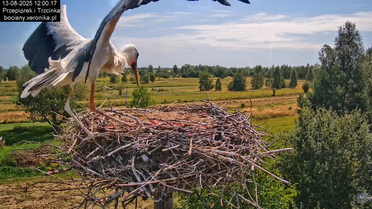 13082025bociany11