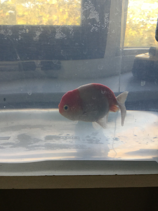 8116DD55-C7B1-458C-A349-46EF6DCFA91A