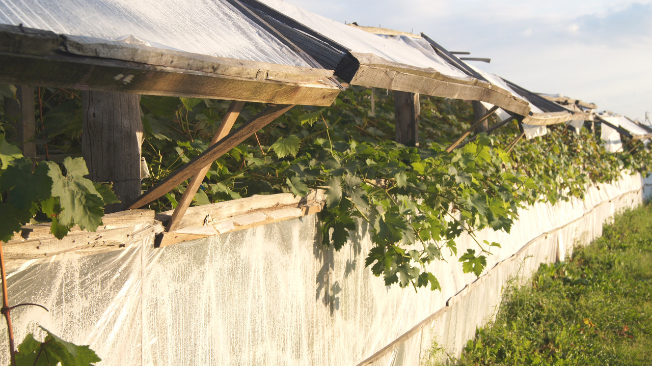 Теплица на участке Н.Бабич, 6 сентября 2019г