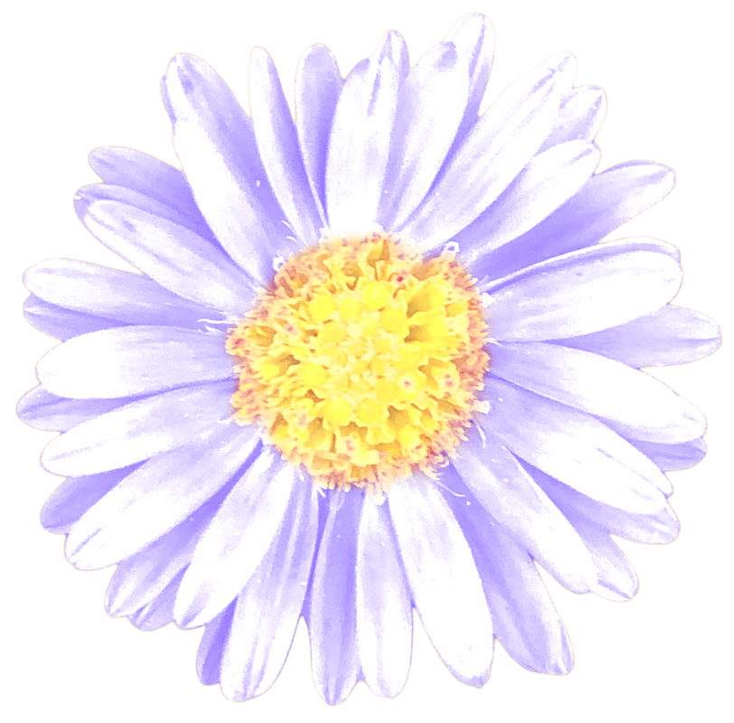 Purple Daisy