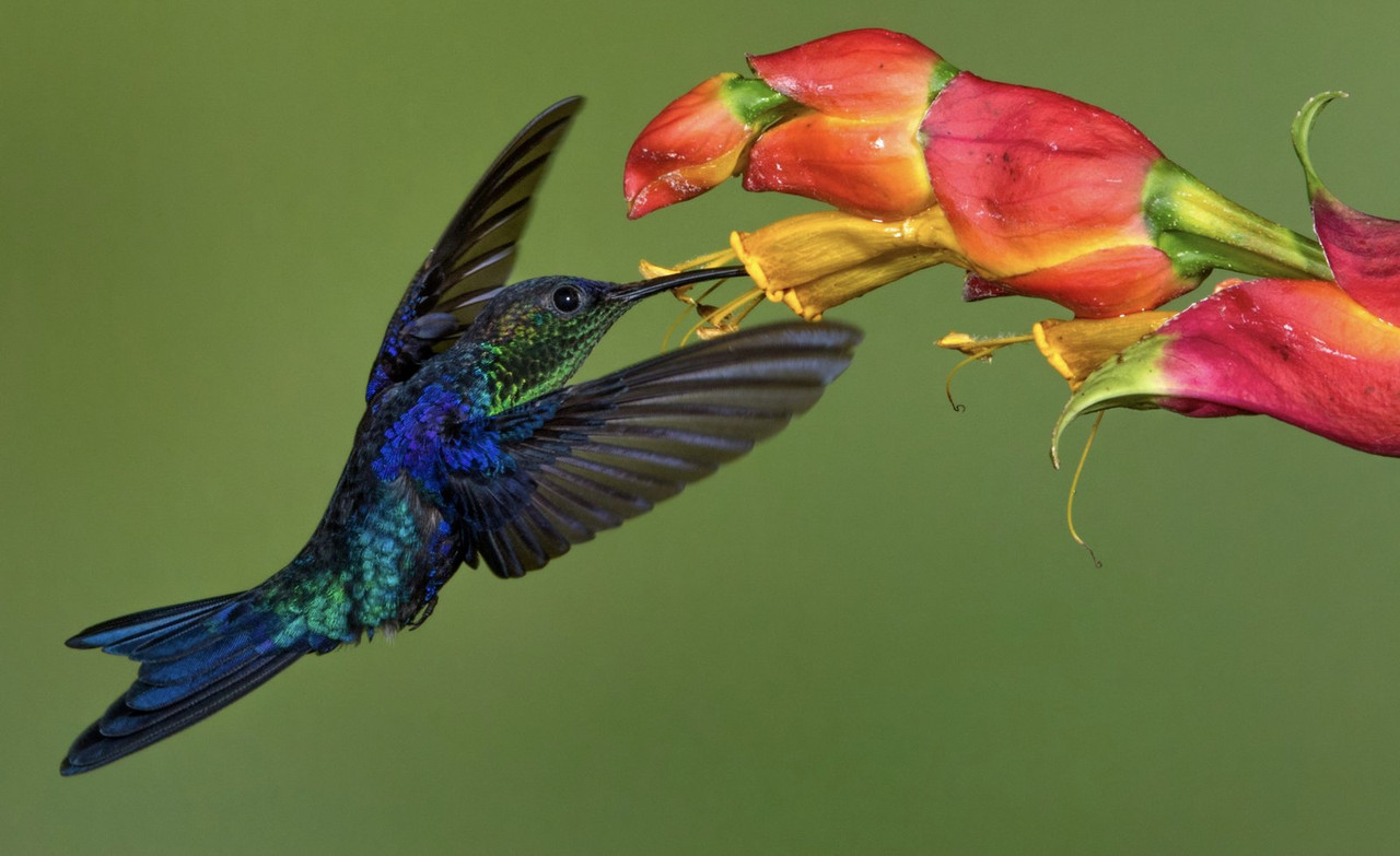 blue-hummingbird-wood-nympth-dis1.jpg