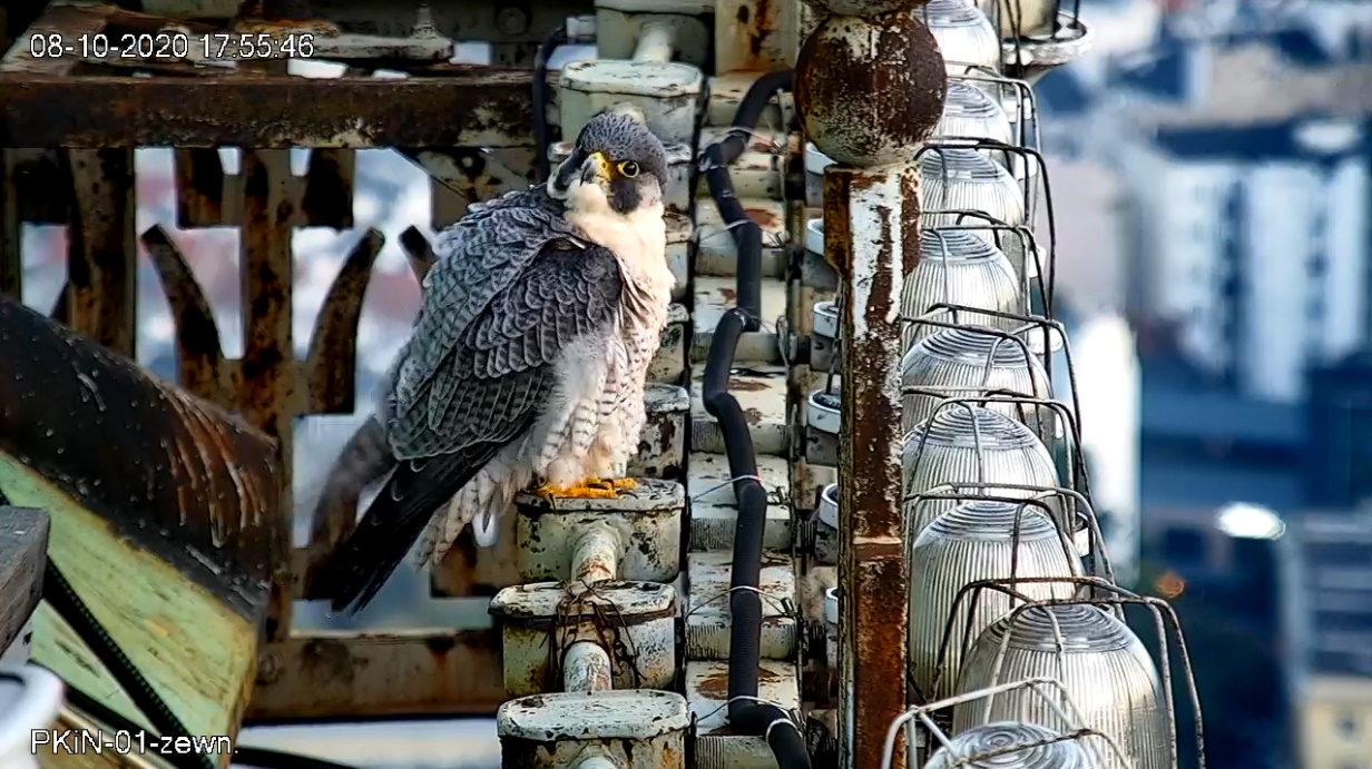 bandicam 2020-10-08 18-56-00-456