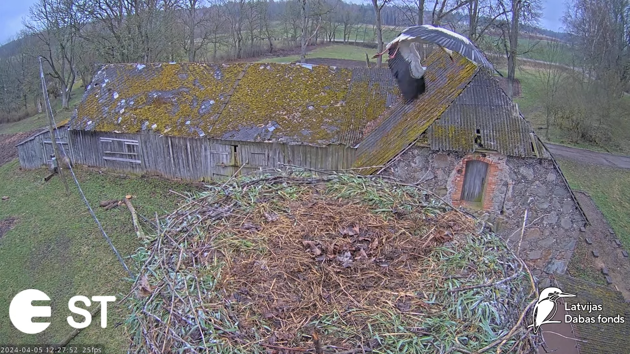 Baltie stārķi (Ciconia ciconia) Tukuma novadā - LDF tiešraide __ White storks in Tukums, Latvia 2-19
