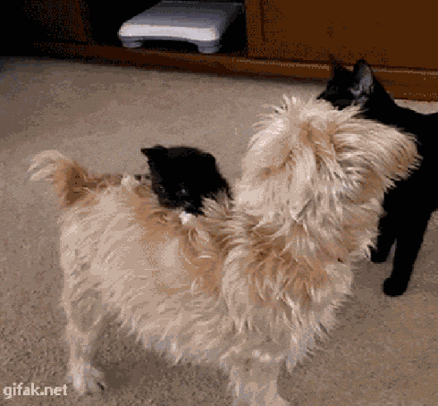Doghidegiphy.gif