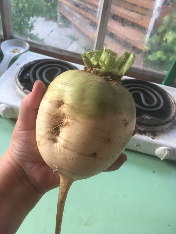 дачное и продажное ребят 083