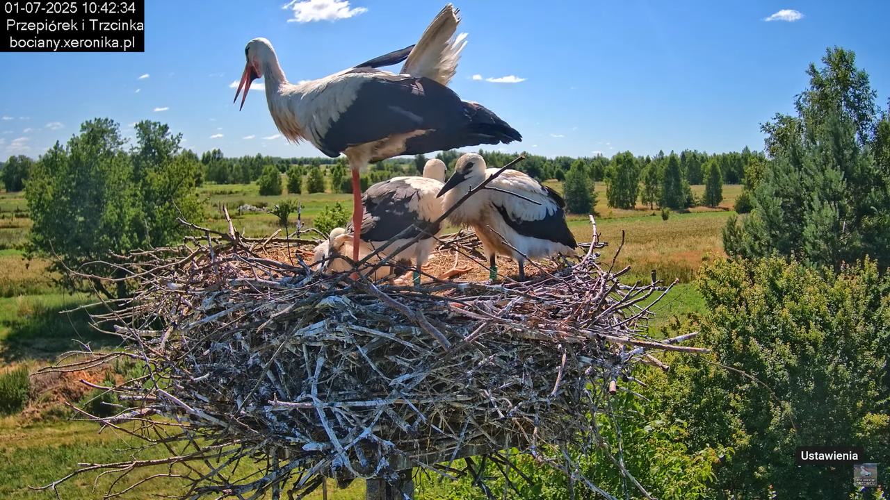 01072025bociany26