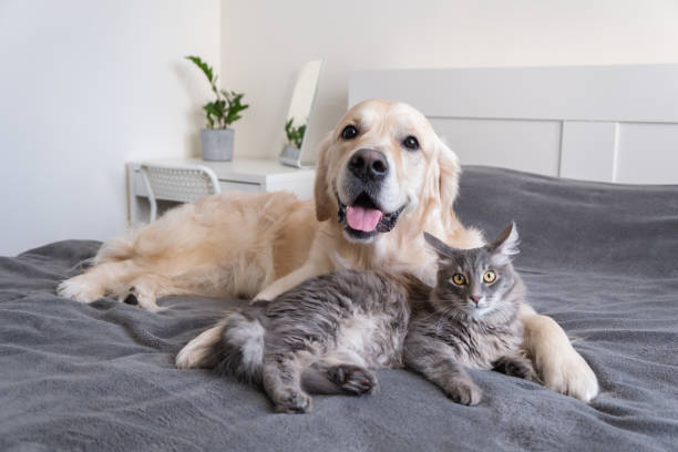 pet care in home