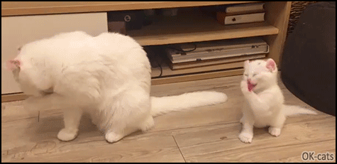 Cute-Cat-GIF-Grooming-time-Mama-Cat-and-her-baby-Purrfect-Copy-Cat-So-cute-and-funny.gif