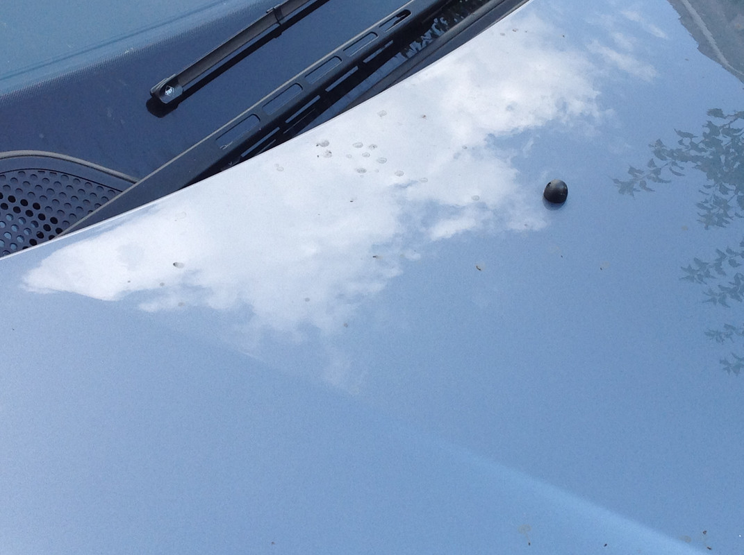 Vespa crabro germana 4. Sept 2015  (4)