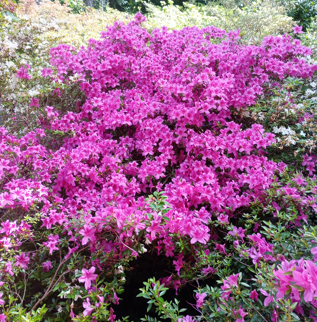Azaleenblüte (Pfingsten 2026)