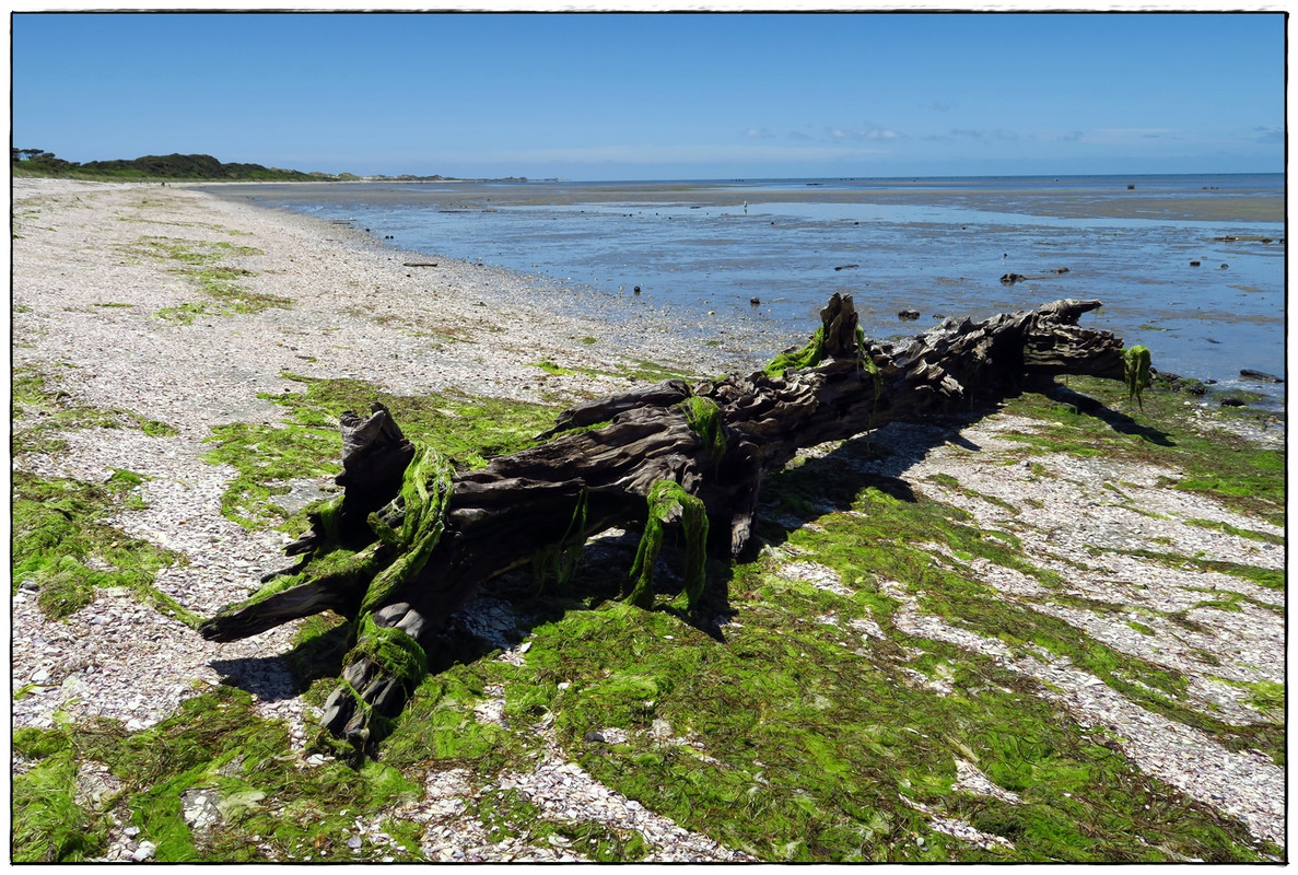 Escapadas y rutas por la Nueva Zelanda menos conocida - Blogs de Nueva Zelanda - Golden Bay (Navidad 2020, II) (21)