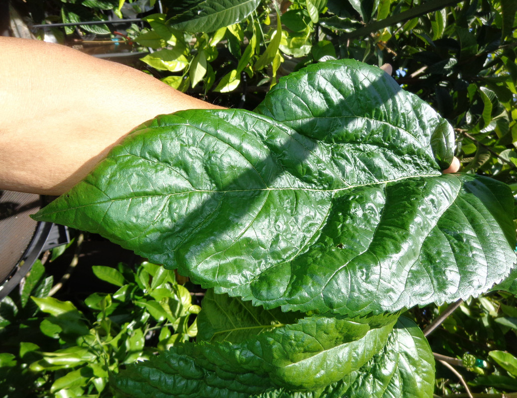 Shangri-La - leaves4