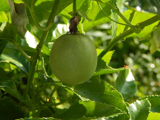 DSCN1200