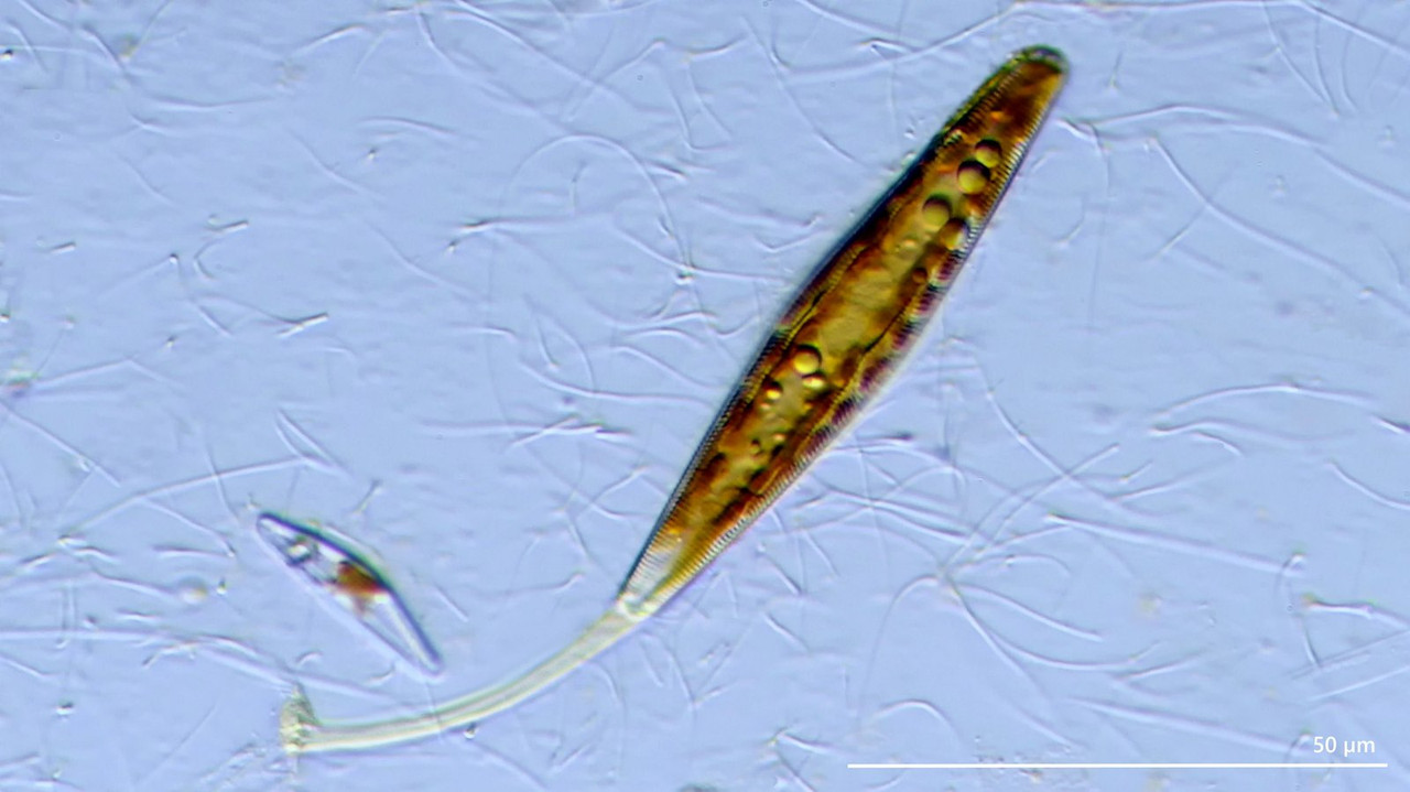 Achnanthes 03 (ev) sp Aufsitzer-Alge GA SL 20