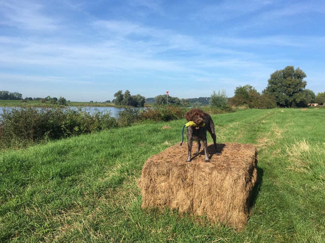 2023-04-09 Claire hooibalen 2 staand IMG_2651 (002)