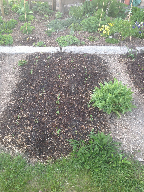 Gemüse und Kräuterbeete April 2015 (304)