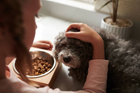 Main Reasons To Provide Your Dog Integrative Cuisine