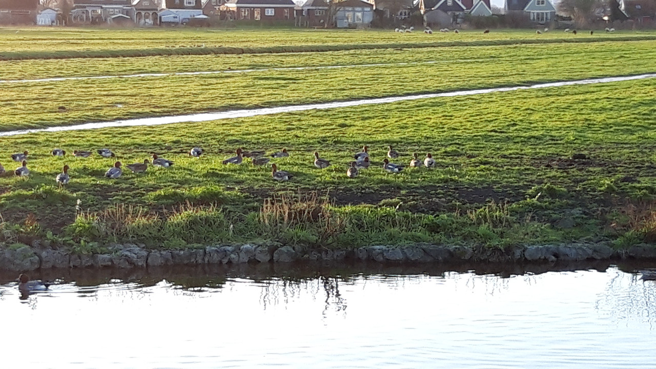 Dutch Countryside_11